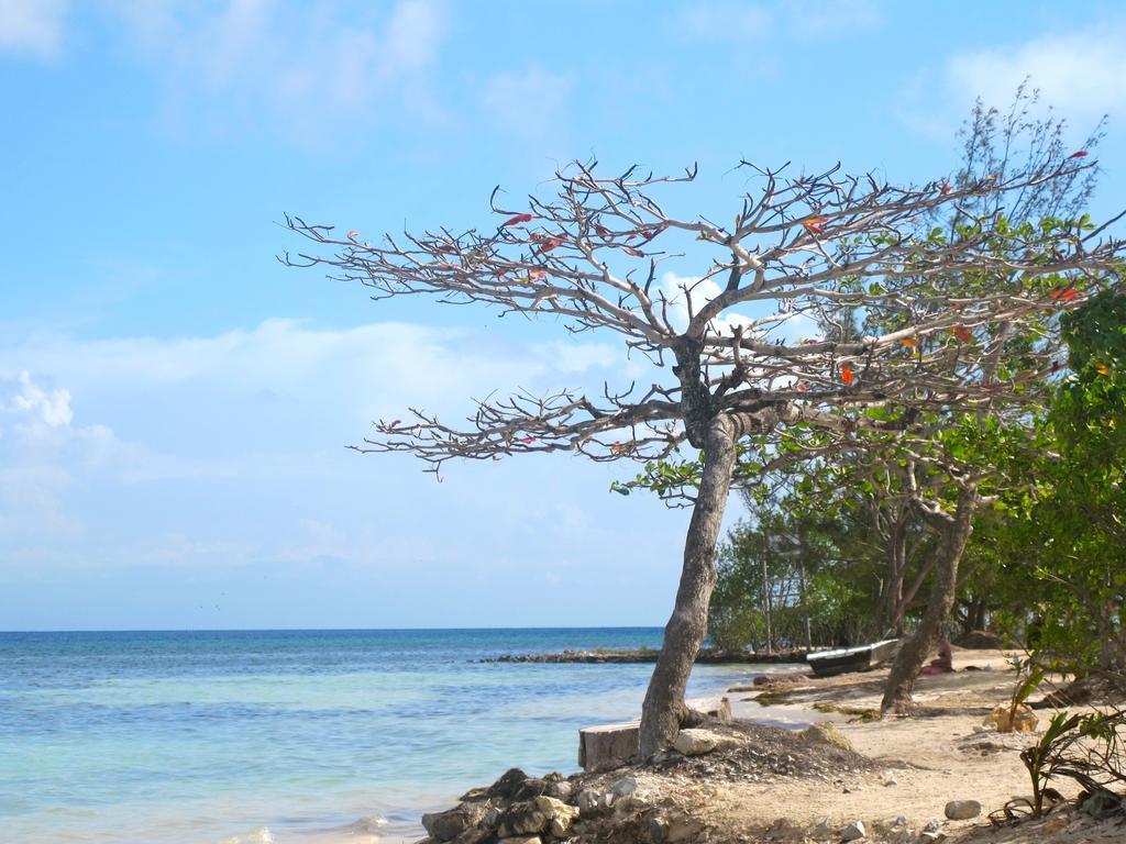 Coral View Beach Resort Utila Eksteriør bilde